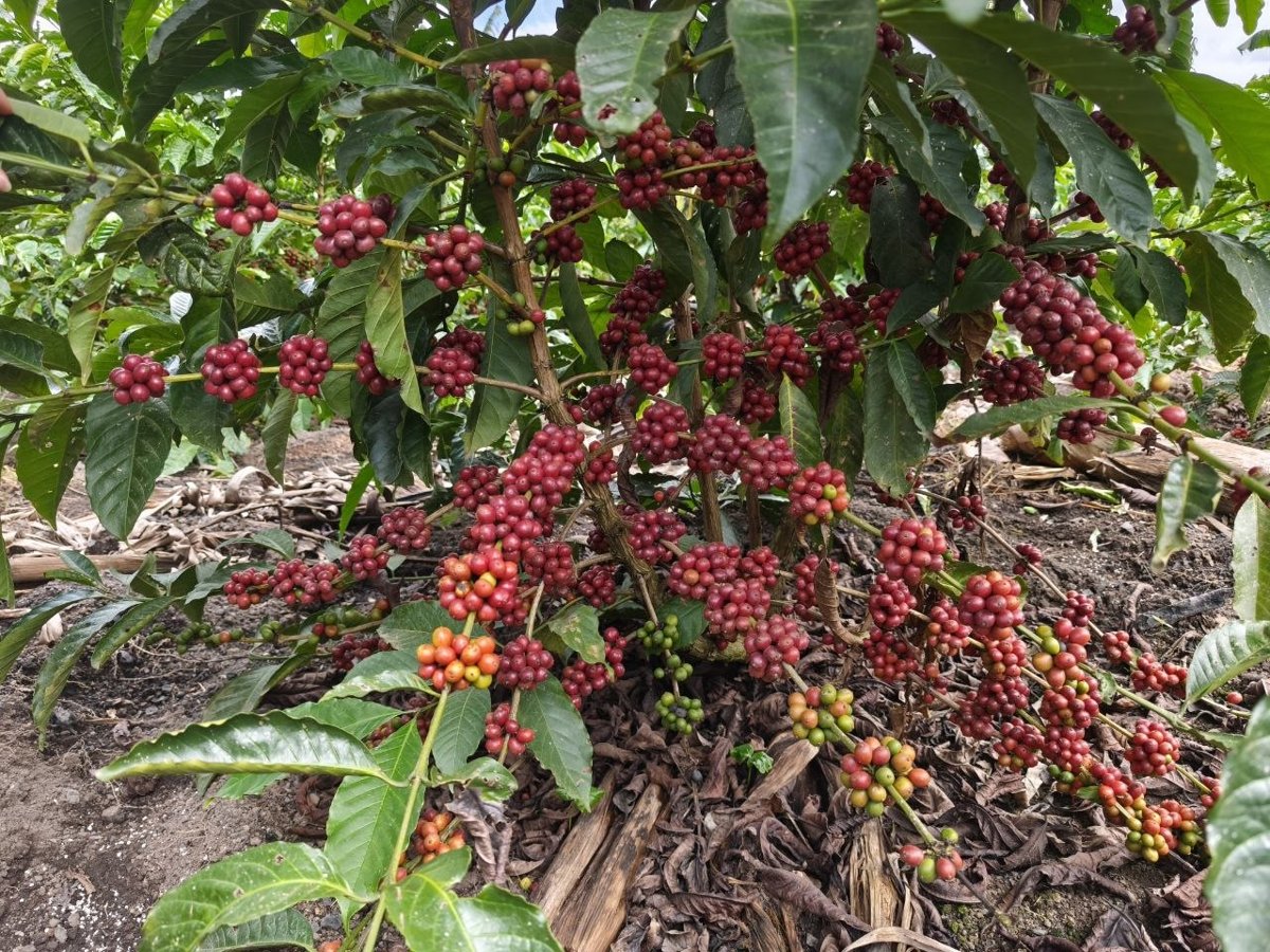 Coffee cherries on the branch